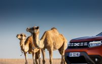 Impassibles, les chameaux ne sont pas intéressés par le nouveau nez du Dacia Duster.